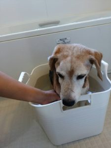 犬の入浴画像